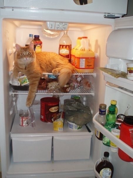 MyFridge